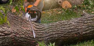 How Our Tree Care Process Works  in  Kings Bay Base, GA